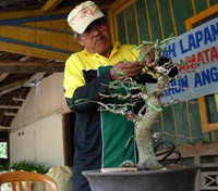 Manula di Tuban Diajak Berekspresi Bonsai